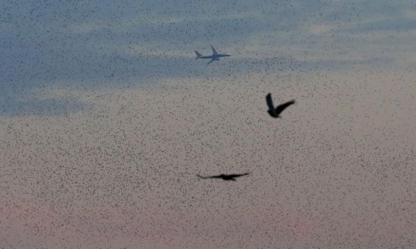 語音早報:達(dá)美航空再曝超售趕客下機(jī)事件401809_ 語音早報:達(dá)美航空再曝超售趕客下機(jī)事件